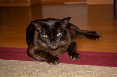 Sarı gözlü kedi, halıya uzanmış, büyük pençeler, ciddi görünüm, vahşi, bakımlı, sağlıklı, yetişkin, kısa saçlı, safkan, Avrupalı Burmalı, evcil hayvan,