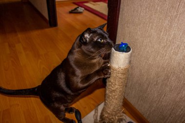 Sarı gözlü kedi, kıskaç matkabını tırmalıyor, bakımlı, geniş, kısa saçlı, safkan, Avrupalı Burmalı, evcil hayvan gözdesi,