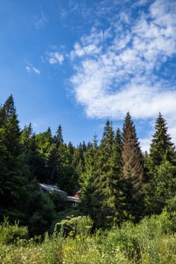 Ormanın yakınındaki çeşitli otlar, uzun çamlar, çalılıkların altındaki evler, ağaçların altındaki bitkiler, çalılıklar, yeşillik, yaz, mavi gökyüzü, bulutlar, doğa, yürüyüş, gezi,