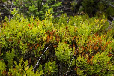 Ormanda çalı, kurur, kuru yapraklar, uzun sarmaşıklar, çalılıklar, ağaçlar, yeşillik, yaz, doğa, yürüyüş, gezinti, 