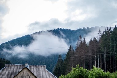 sis, beyaz, dağlarda yoğun, çam ağaçları, orman, ev çatısı, yeşillik, gri bulutlar, yaz, orman, doğa, gezi