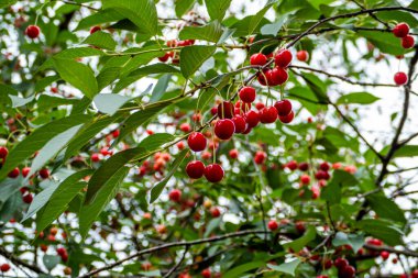 kırmızı kirazlar, dallarda asılı, bol, olgun, kiraz, yeşil yapraklar, gökyüzü, bahçe, meyve, köy, bahçe, bahçe, yaz