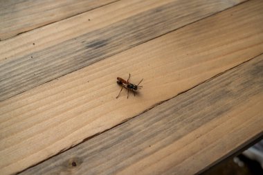 Termit, kanatlı siyah karınca, tahta zeminde oturuyor, yaz, yürüyüş, gezinti, park, orman