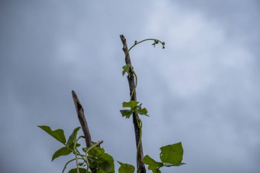 beanstalks, leaves, beans, tall plants, entwining sticks, on the background of the sky,cloudy, summer, greenery, Europe, walk, excursion, clipart