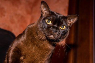 kedi, kahverengi, bir ofis sandalyesinde oturuyor, portre, masada, sarı gözlü, evde, cins, Avrupa Birmanı, havalı, bakımlı, yerli, hayvan, aile, arkadaş, makro, akşam, 