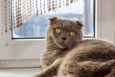 Sarı gözlü gri kedi, pencere kenarında oturuyor, portre, yüz, yassı kulaklar, kısa saçlı, bakımlı, yetişkin, safkan, melez, İskoç katlı, evcil hayvan, evcil, hayvan,