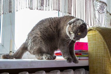 Sarı gözlü gri kedi, pencerenin kenarında duruyor, perdenin altında, portre, ağızlık, yassı kulaklar, kısa saçlı, bakımlı, yetişkin, safkan, melez, İskoç katlı, evcil hayvan, evcil hayvan,, 