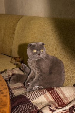 yellow-eyed gray cat, sitting on ass, at table, rear legs up, playing, flattened ears, well-groomed, adult, short-haired, purebred, breed, Scottish fold, short-tailed, pet, domestic, animal clipart