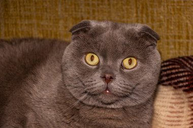 Sarı gözlü gri kedi, portre, ağızlık, düz kulaklar, bakımlı, yetişkin, kısa saçlı, safkan, melez, İskoç katlı, evcil hayvan, hayvan, hayvan