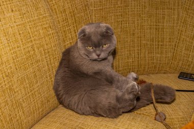 yellow-eyed gray cat, sitting on sofa, ears flat, well-groomed, adult, shorthair, purebred, breed, Scottish Fold, playful, pet, domestic animal clipart