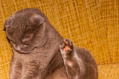 yellow-eyed gray cat, sitting on sofa, rear paws up, ears flattened, well-groomed, adult, short-haired, purebred, breed, Scottish fold, short-tailed, playful, pet, domestic animal clipart