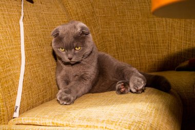 Sarı gözlü gri kedi, koltukta oturuyor, kulakları düz, bakımlı, yetişkin, kısa hava, safkan, melez, İskoç katlı, oyuncu, evcil hayvan