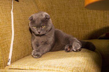 yellow-eyed gray cat, sitting on sofa, ears flat, well-groomed, adult, shorthair, purebred, breed, Scottish Fold, playful, pet, domestic animal clipart