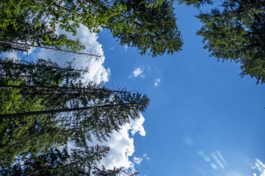 Kozalaklı, yaprak döken ağaçlar, mavi gökyüzündeki ağaçlar, yüksek, beyaz bulutlar, orman, doğa, güneş, gölgeler, dallar, yolculuk, yürüyüş, yaz