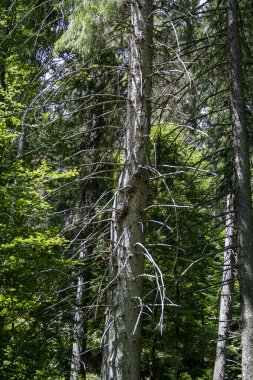 Ağaç gövdeleri, kozalaklı ağaçlar, mavi gökyüzündeki ağaçlar, yüksek, beyaz bulutlar, orman, doğa, güneş, gölgeler, dallar, seyahat, yürüyüş, yaz
