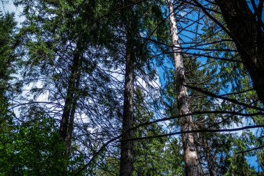 Ağaç gövdeleri, kozalaklı ağaçlar, mavi gökyüzündeki ağaçlar, yüksek, beyaz bulutlar, orman, doğa, güneş, gölgeler, dallar, seyahat, yürüyüş, yaz