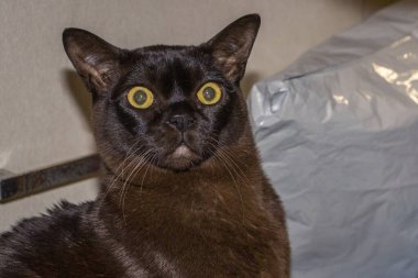 Safkan kedi, kahverengi, Avrupalı burmalı, portre, yerde oturuyor, balon, sarı gözlü, şaşkın, evde, güzel, bakımlı, tatlı, evcil, evcil, arkadaş