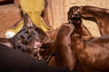 Saf kedi, kahverengi, Avrupalı Burmalı, sahibinin üzerine uzanmış, patilerini kaldırıyor, ön pençelerini tutuyor, patilerini dille yıkıyor, gözlerini kısarak bakıyor, sarı gözlü, güzel, bakımlı, şirin, evcil hayvan, genç, siyah, arkadaş