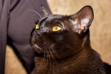 safkan kedi, kahverengi, Avrupalı burmalı, sahibinin bacaklarının üzerinde oturan, portre, yalayan, ciddi, sarı gözlü, güzel, bakımlı, cins, şirin, evcil hayvan, genç, siyah, arkadaş