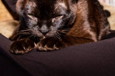 safkan kedi, kahverengi, Avrupalı burmalı, kafası patilerde dinleniyor, kestiriyor, portre yapıyor, yakından bakıyor, şaşı, sarı gözlü, güzel, bakımlı, cins, sevimli, evcil hayvan, genç, siyah, arkadaş