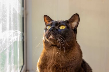 safkan kedi, kahverengi, Avrupalı Burmalı, pencerenin kenarında oturuyor, bakıyor, portre yapıyor, sarı gözlü, güzel, bakımlı, cins, şirin, evcil hayvan, genç, siyah, arkadaş