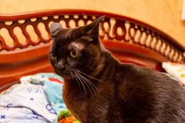 Safkan kedi, kahverengi, Avrupalı Birmanyalı, ahşap bir sırtın yanında bir yatakta oturuyor, portre, sarı gözlü, yansıma, evde, güzel, bakımlı, tatlı, evcil, evcil, arkadaş