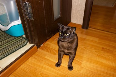 kedi bakıcılığı, parke, tam boy, sarı gözlü, kahverengi, cins, hayvan, kapı, esrar, Avrupalı Burmalı, bakımlı, apartman dairesi, 