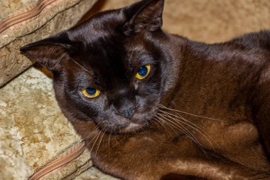 Ağızlık kedisi, koyu kahverengi, yakın plan, Avrupalı Birmanlar üretiyor, kanepede yatıyor, çerçeveye bakıyor, dikkatli, sarı gözler, güzel, portre, kısa saçlı, genç, evcil hayvan, bakımlı