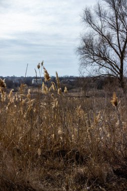 dry reeds, country road, meadow, distant village, bougainvillea, bare trees, gray sky, clouds, fallen leaves, garden, park, early spring, autumn, horizon, countryside