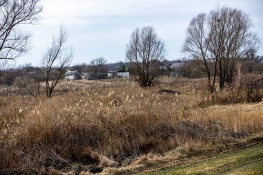 dry reeds, country road, meadow, distant village, bougainvillea, bare trees, gray sky, clouds, fallen leaves, garden, park, early spring, autumn, horizon, countryside