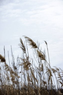 dry reeds, macro, panicles, thickets, bottom view, macro, shore, countryside, dry branches, meadow, bushes, space, gray sky, clouds, fallen leaves, garden, park, early spring, wind