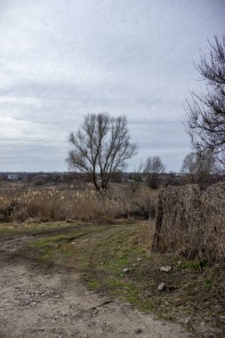 dry reeds, grass on the shore, country road, dry branches, vine on the fence, braided fence, meadow, distant village, boulders, bare trees, bushes space, gray sky, clouds, fallen leaves, garden, park, early spring,