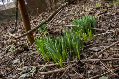 daffodil shoots, green leaves, broke through, dry leaves, side view, macro, shore, grape vine, countryside, park, early spring, wind