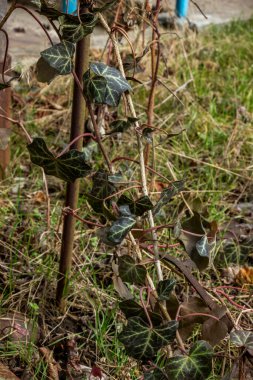 Yaygın sarmaşık, Hedera sarmaşığı, Hedera Kafkasya, Evergreen, tırmanma bitkisi, liana, daimi bitki, kuru yapraklar, yeşil çimen, erken bahar, bahçe, park, kırsal, sebze bahçesi,
