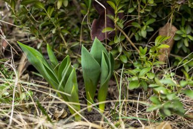 drimia maritima, lale yaprakları, yeşil, genç filizler, filizlenme, erken bahar, bahçe, otçul bitki, park, kırsal, sebze bahçesi, kahverengi, kuru yapraklar, filiz, genç,