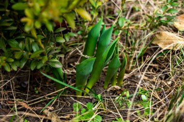 drimia maritima, lale yaprakları, yeşil, genç filizler, filizlenme, erken bahar, bahçe, otçul bitki, park, kırsal, sebze bahçesi, kahverengi, kuru yapraklar, filiz, genç,
