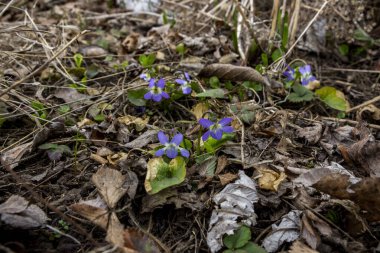 forest violet, heart, shoes, elegant, purple-blue flowers, spring, yellowed leaves, first, garden, park, blooming, macro