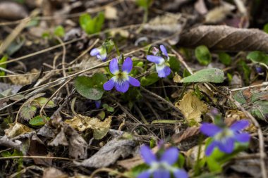 forest violet, heart, shoes, elegant, purple-blue flowers, spring, yellowed leaves, first, garden, park, blooming, macro