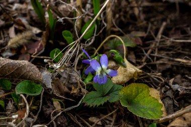 forest violet, heart, shoes, elegant, purple-blue flowers, spring, yellowed leaves, first, garden, park, blooming, macro