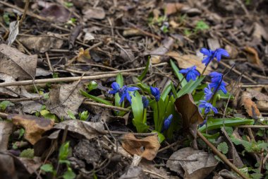 snowdrop, blue flowers, yellow pistil, early flowering, plant, spring, fallen leaves, first, garden, park, meadow