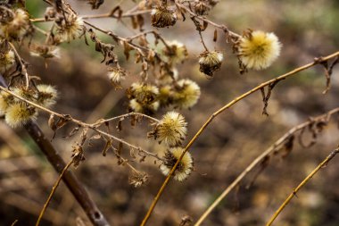 Kuru saplar, çiçek çekirdekleri, kabarık, yuvarlak, kızılötesi, makro, beyaz-gri, kahverengi, bahçe bitkisi, geçen yılki, kurumuş, bulanık arka plan, kırsal, bahçe, sebze bahçesi, park, ilkbahar başı,