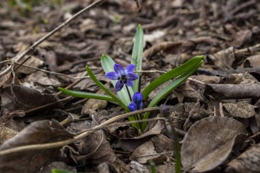 snowdrop, blue flowers, blue stamens, early flowering, plant, spring, brown, fallen leaves, first, garden, park, meadow, forest