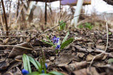 snowdrop, blue flowers, blue stamens, early flowering, plant, spring, brown, fallen leaves, first, garden, park, meadow, forest