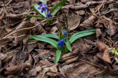 snowdrop, blue flowers, blue stamens, early flowering, plant, spring, brown, fallen leaves, first, garden, park, meadow, forest