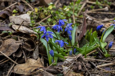 snowdrop, blue flowers, yellow pistil, early flowering, plant, spring, fallen leaves, first, garden, park, meadow