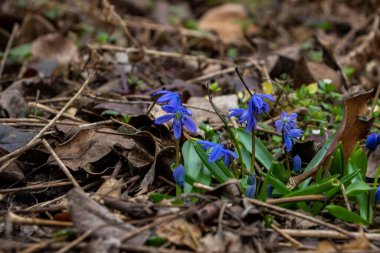 snowdrop, blue flowers, yellow pistil, early flowering, plant, spring, fallen leaves, first, garden, park, meadow