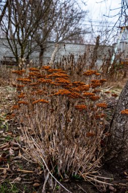Kuru kökler, tohumlar, cilt bakımı, kahverengi, bahçe çiçeği, son yıllar, kurumuş, kırsal alan, bahçe, sebze bahçesi, park, erken bahar, sonbahar, doğa, manzara