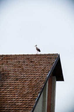 Beyaz leylek, kuş standı, büyük, evin çatısı, siyah gaga, gökyüzü, kırsal, fayanslar, yüksek,