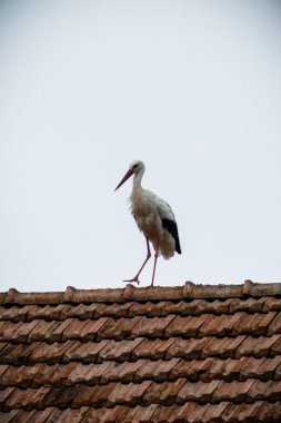 Beyaz leylek, kuş standı, büyük, evin çatısı, siyah gaga, gökyüzü, kırsal, fayanslar, yüksek,