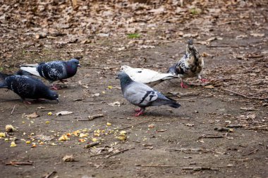 güvercinler, gagalı ekmek kırıntıları, sürü, siyah, koyu gri, dalgalı, kuş tüyleri, sokak, yürüyüş, yemek, şehir, zemin, tam boy, park, bahar, düşen yapraklar, bahçe, sonbahar, 